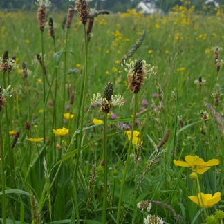 Crantock meadow