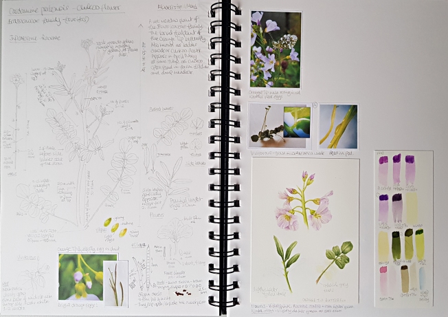 Botany Sketchbook - Cuckoo flower